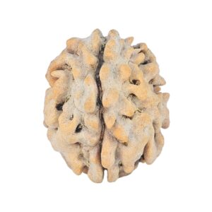 1 Mukhi Rudraksha 16.7mm 1.48gm - Rudraksha