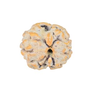 2 Mukhi Rudraksha 17.1mm 1.58gm - Rudraksha