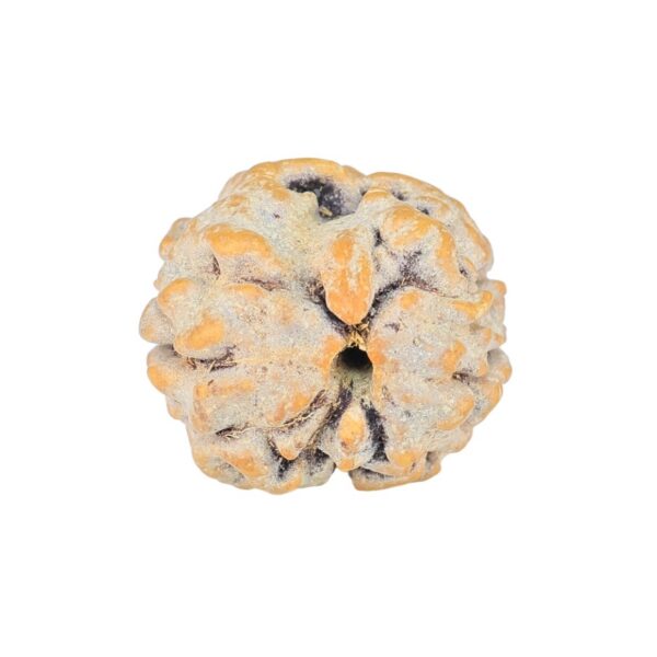 2 Mukhi Rudraksha 17.1mm 1.58gm - Rudraksha