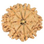 9 Mukhi Rudraksha 24.7mm 3.83gm - Rudraksha