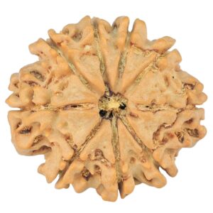9 Mukhi Rudraksha 24.7mm 3.83gm