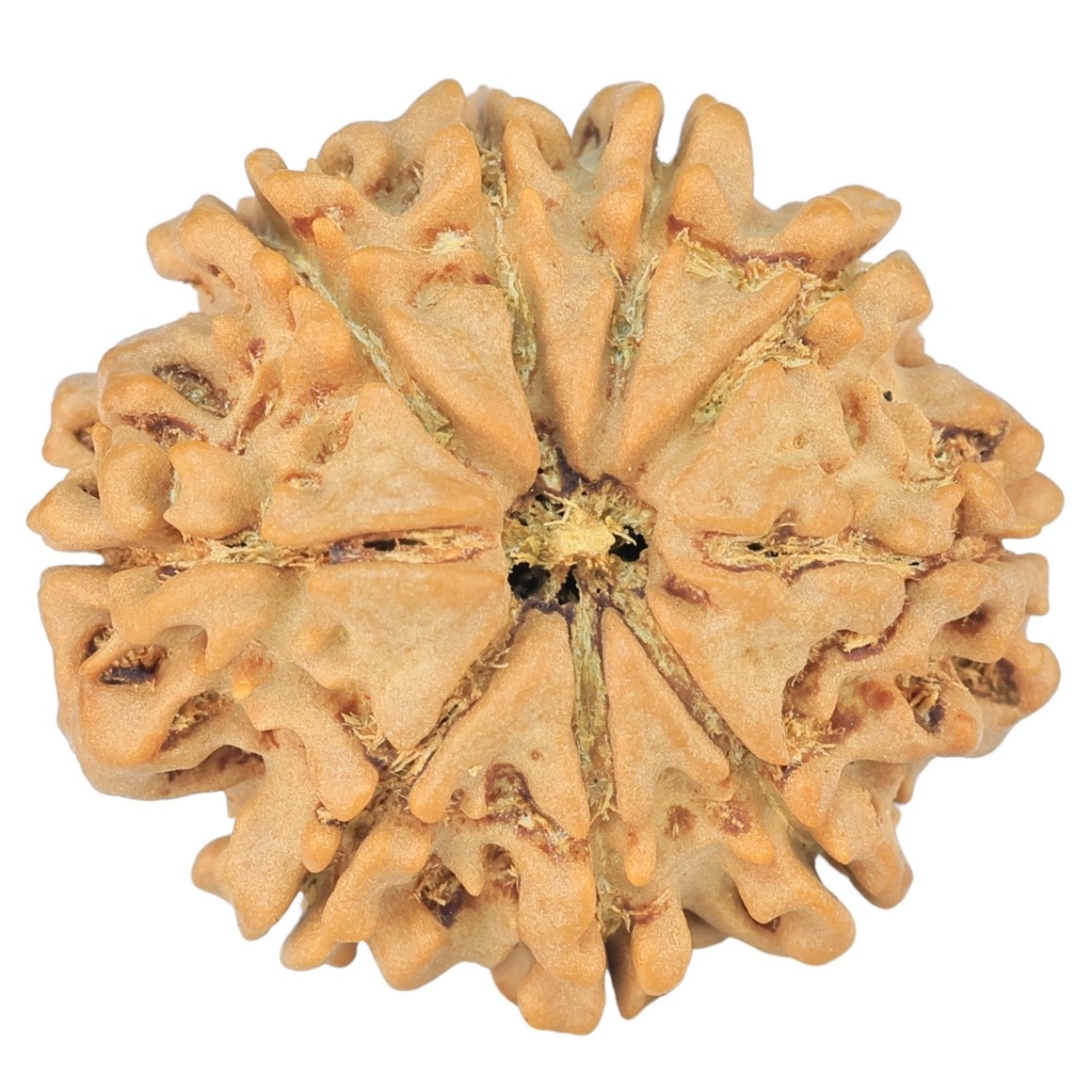 9 Mukhi Rudraksha 24.7mm 3.83gm - Rudraksha