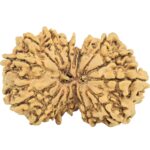 16 MK Gaurishankar 31.4mm 4.45gm - Rudraksha