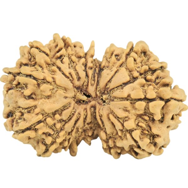 16 MK Gaurishankar 31.4mm 4.45gm - Rudraksha