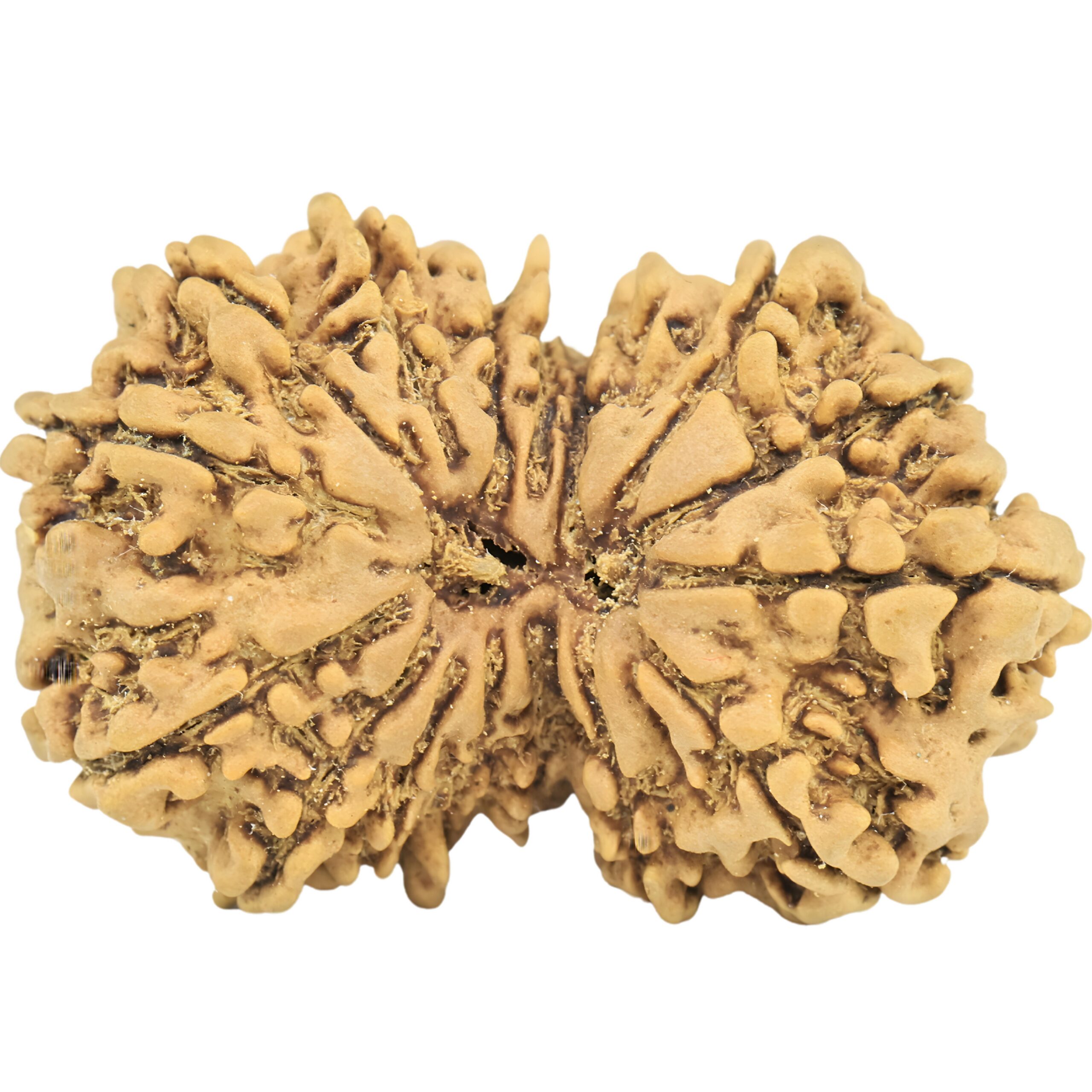 16 MK Gaurishankar 31.4mm 4.45gm - Rudraksha