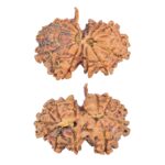 12 Mukhi G.S & Ganesh 27.9mm 3.72gm - Rudraksha