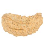 1 Mukhi Rudraksha 40.8mm 7.12gm - Rudraksha