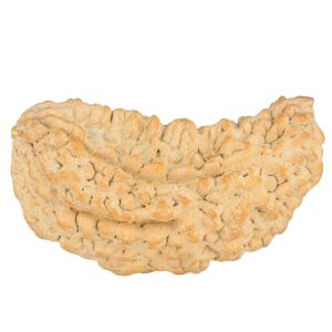 1 Mukhi Rudraksha 40.8mm 7.12gm - Rudraksha