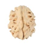 1 Mukhi Rudraksha 18.6mm 1.93gm - Rudraksha