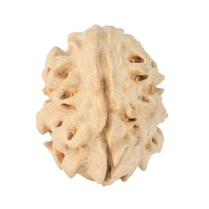 1 Mukhi Rudraksha 18.6mm 1.93gm - Rudraksha