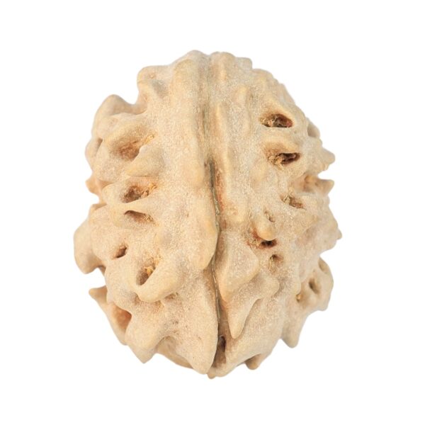 1 Mukhi Rudraksha 18.6mm 1.93gm - Rudraksha
