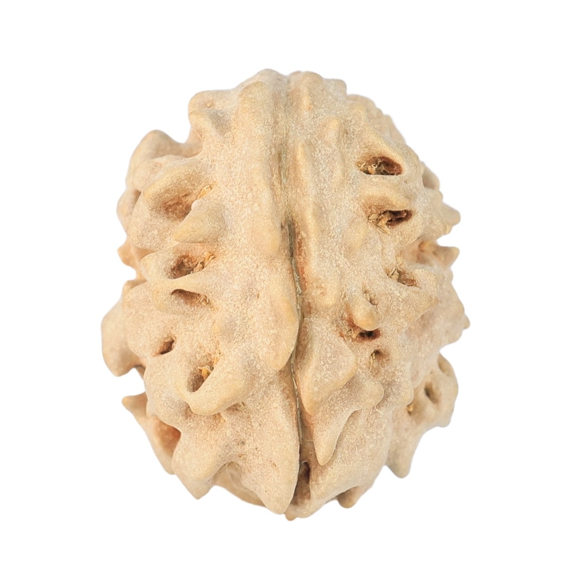 1 Mukhi Rudraksha 18.6mm 1.93gm - Rudraksha