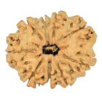 9 Mukhi Rudraksha 25mm 3.19gm - Rudraksha