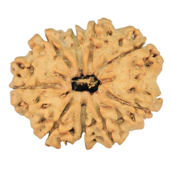 9 Mukhi Rudraksha 25mm 3.19gm - Rudraksha