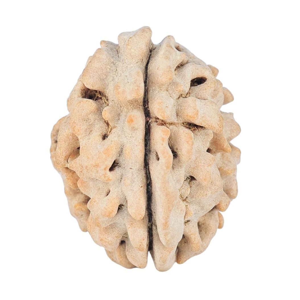 1 Mukhi Rudraksha 20.9mm 2.37gm - Rudraksha