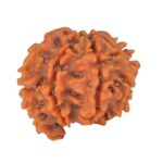 Sawar/Ganesh (7+1) 19.4mm 1.82gm - Rudraksha