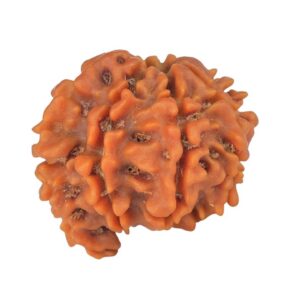 Sawar/Ganesh (7+1) 19.4mm 1.82gm - Rudraksha
