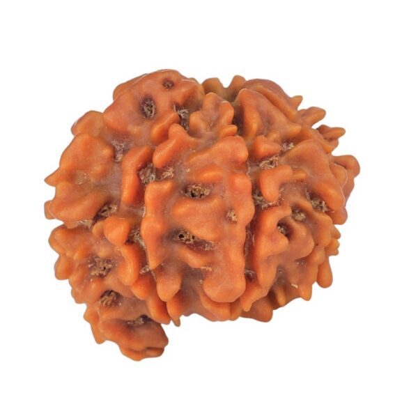 Sawar/Ganesh (7+1) 19.4mm 1.82gm - Rudraksha