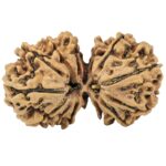 14 Mk Gaurishankar 33.6mm 4.88gm - Rudraksha