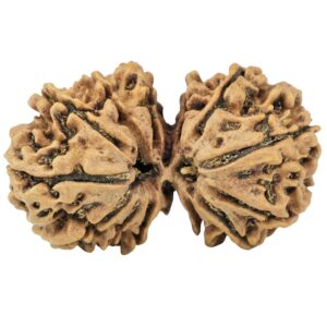 14 Mk Gaurishankar 33.6mm 4.88gm - Rudraksha