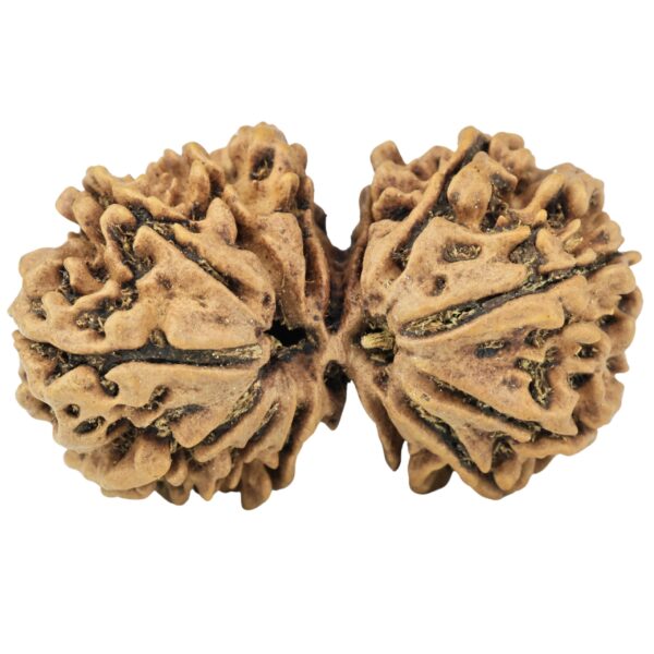 14 Mk Gaurishankar 33.6mm 4.88gm - Rudraksha