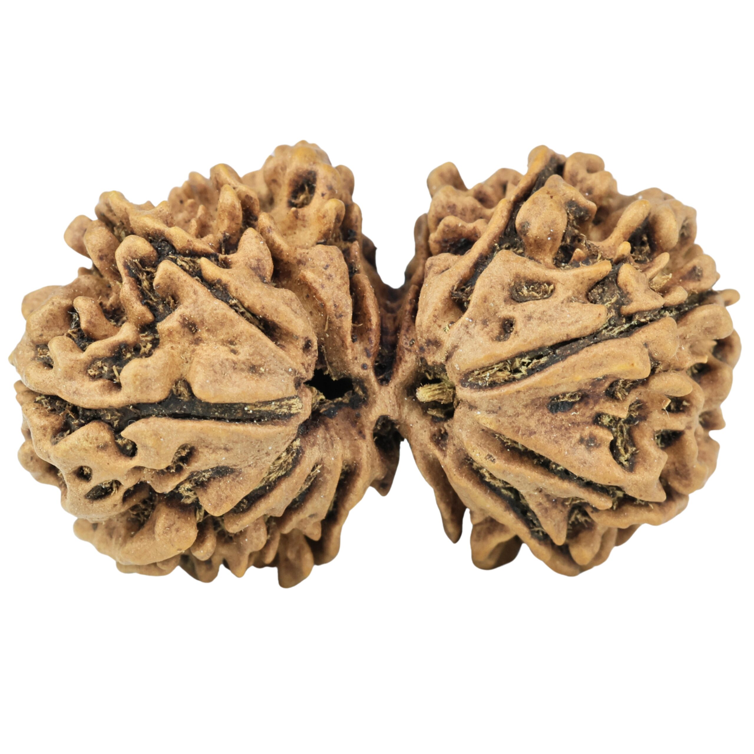 14 Mk Gaurishankar 33.6mm 4.88gm - Rudraksha