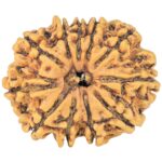 11 Mukhi Rudraksha 27.1mm 3.91gm - Rudraksha