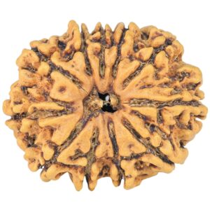 11 Mukhi Rudraksha 27.1mm 3.91gm - Rudraksha