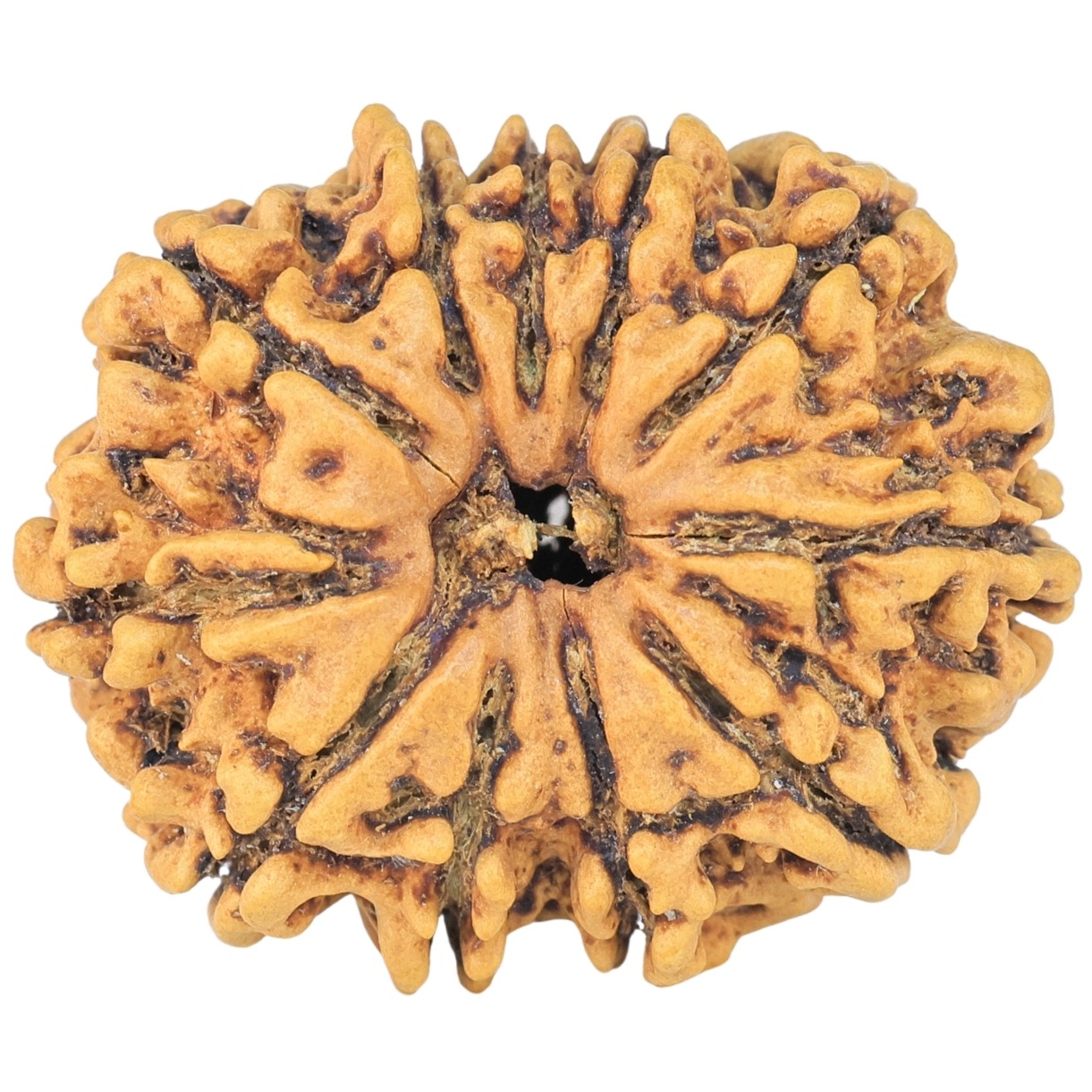 11 Mukhi Rudraksha 27.1mm 3.91gm - Rudraksha
