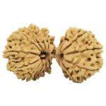 20 MK Gaurishankar 38mm 4gm - Rudraksha