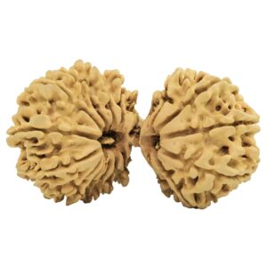 20 MK Gaurishankar 38mm 4gm - Rudraksha