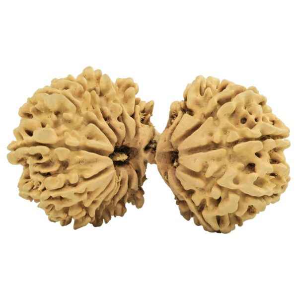 20 MK Gaurishankar 38mm 4gm - Rudraksha