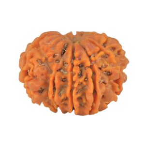 Sawar/Ganesh (9+1) 24.5mm 3.58gm - Rudraksha
