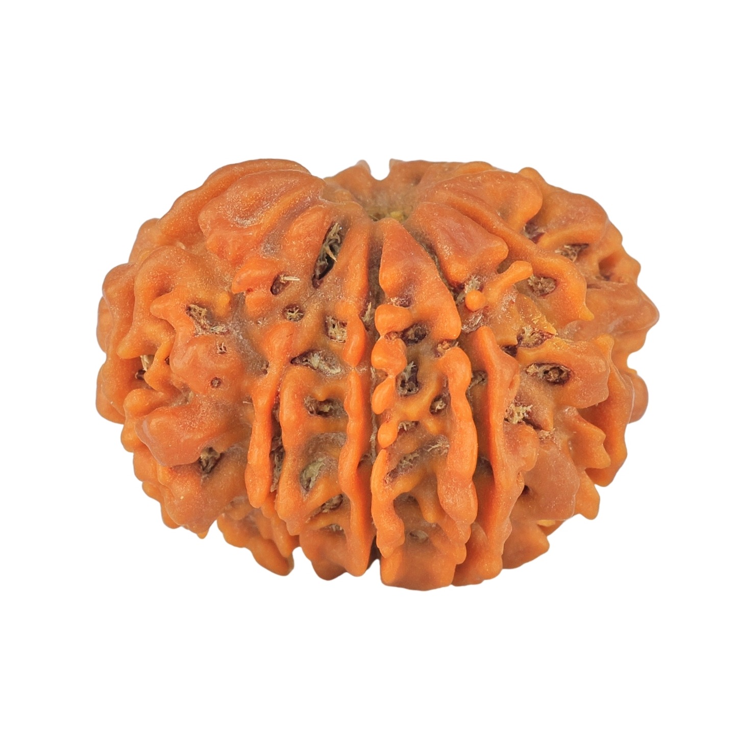 Sawar/Ganesh (9+1) 24.5mm 3.58gm - Rudraksha