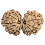 16 MK Gaurishankar 33.5mm 5.33gm - Rudraksha