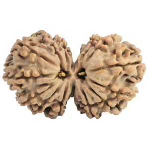 16 MK Gaurishankar 33.5mm 5.33gm - Rudraksha