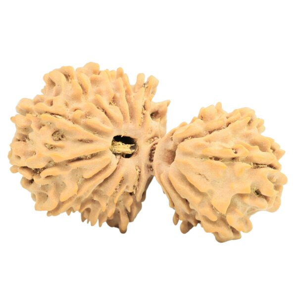 17 MK Gaurishankar 34mm 4.38gm - Rudraksha