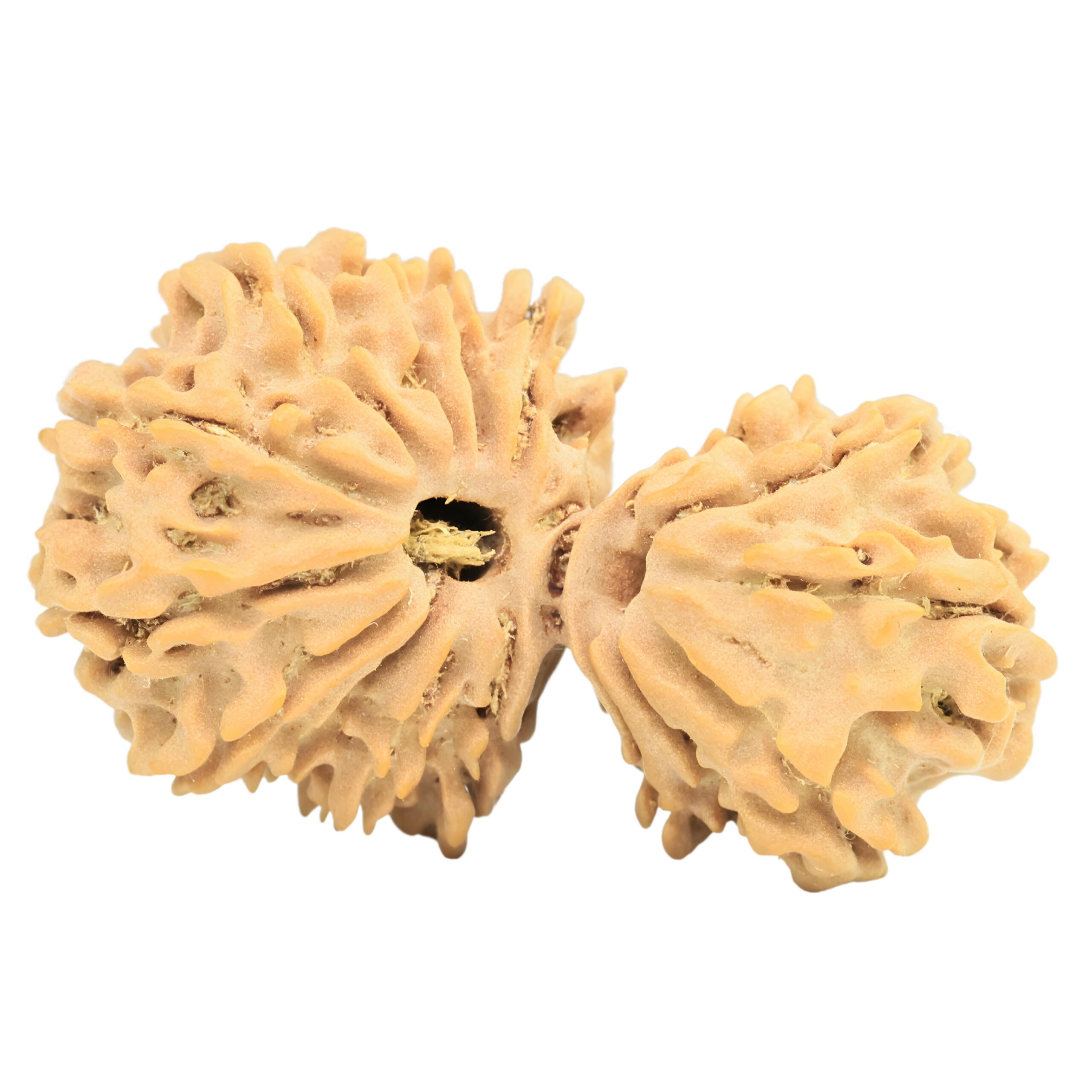 17 MK Gaurishankar 34mm 4.38gm - Rudraksha