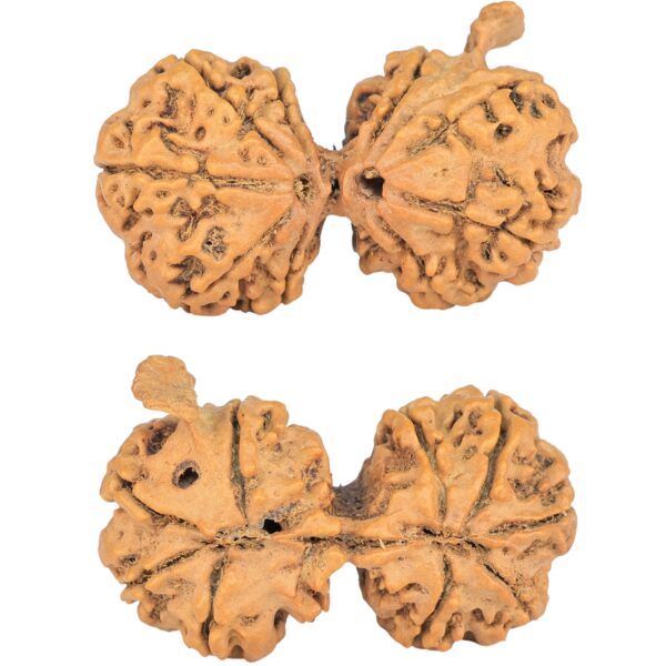 9 Mukhi G.S & Ganesh 36.3mm 5.33gm - Rudraksha
