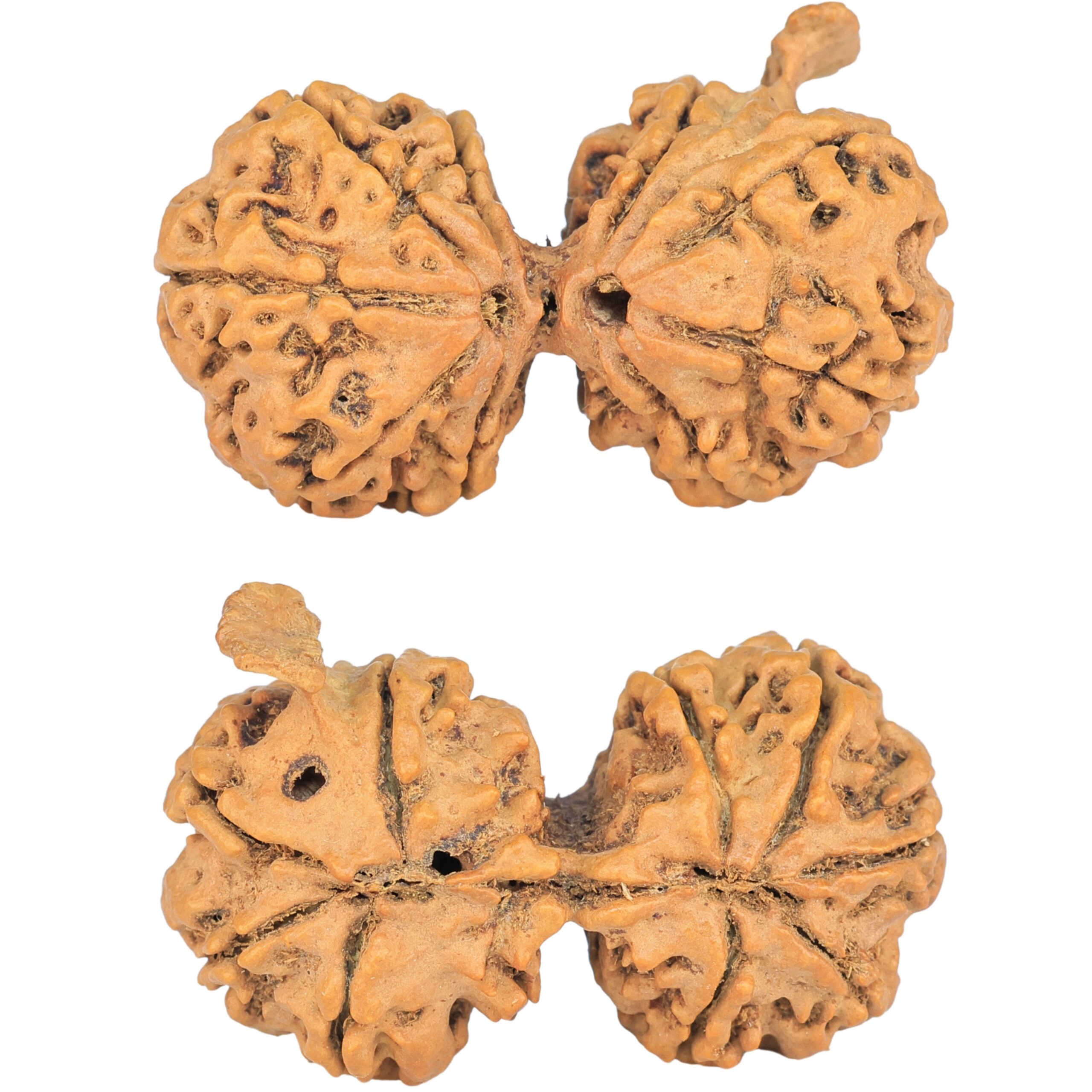 9 Mukhi G.S & Ganesh 36.3mm 5.33gm - Rudraksha