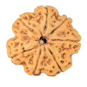 7 Mukhi Rudraksha 28.2mm 6.76gm - Rudraksha