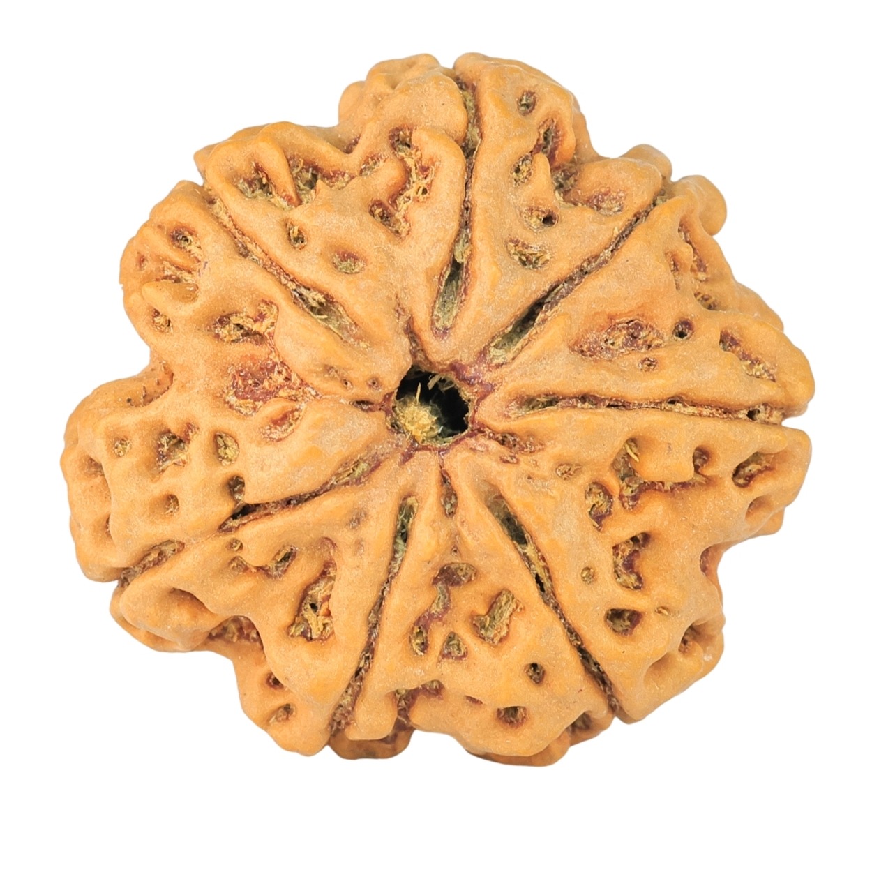 7 Mukhi Rudraksha 28.2mm 6.76gm - Rudraksha