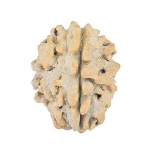 1 Mukhi Rudraksha 16.7mm 1.31gm - Rudraksha