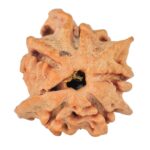 5 Mukhi 4 Faces Ganesh 19.4mm 2gm - Rudraksha