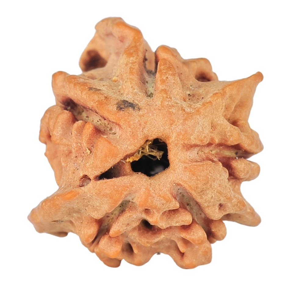5 Mukhi 4 Faces Ganesh 19.4mm 2gm - Rudraksha