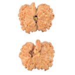 4 Mukhi G.S & Ganesh 19.5mm 2.08gm - Rudraksha