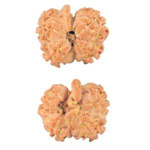 4 Mukhi G.S & Ganesh 19.5mm 2.08gm - Rudraksha