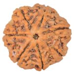 7 Mukhi Rudraksha 26mm 5.98gm - Rudraksha