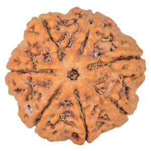 7 Mukhi Rudraksha 26mm 5.98gm - Rudraksha