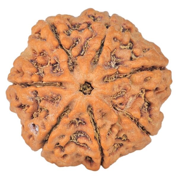 7 Mukhi Rudraksha 26mm 5.98gm - Rudraksha